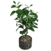 Magnolia Plant, (20”) -Household Items Sale 810498399