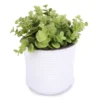 Boxwood Plant In White Cement Pot -Household Items Sale 810503202 1
