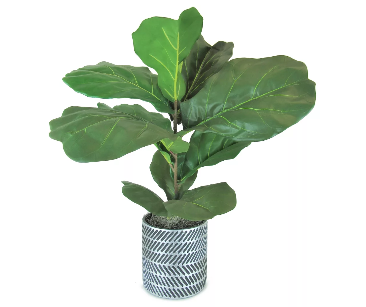 36" Fig Plant In Silver Cement Pot 3 36" Fig Plant In Silver Cement Pot