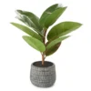 Rubber Plant In Carved Cement Pot 1 Rubber Plant In Carved Cement Pot -Household Items Sale 810538792