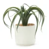 Green Aloe In Off-White Speckled Pot -Household Items Sale 810547496